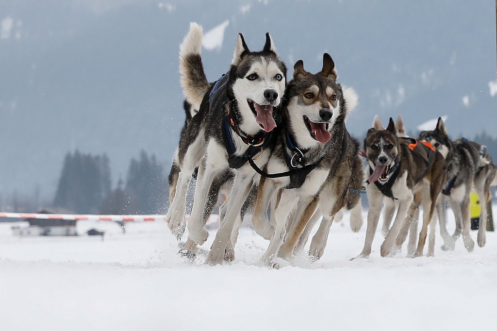 Internationales Schlittenhunderennen in der Lenk