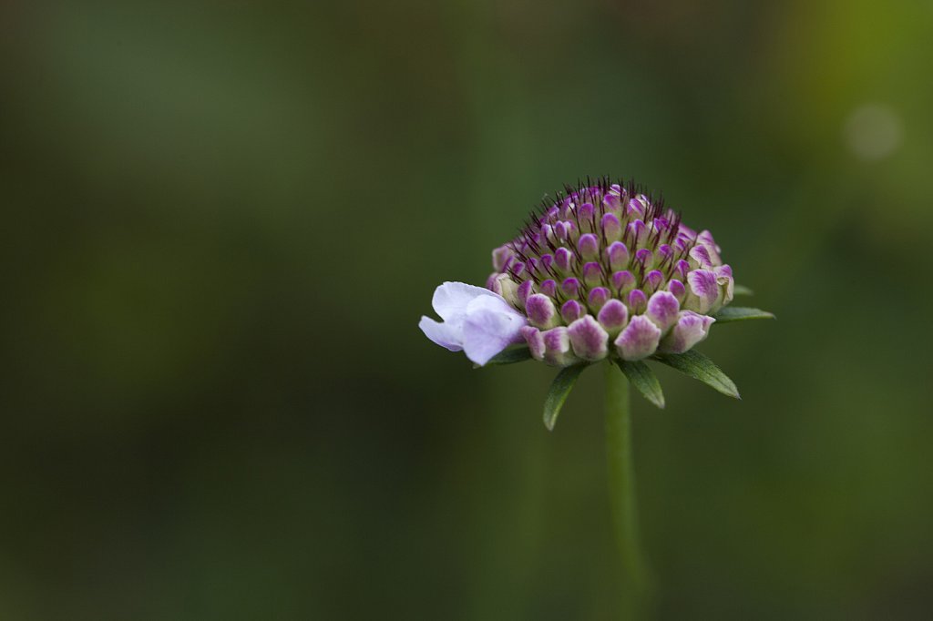 blumen-061.jpg