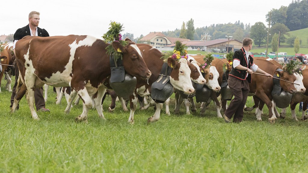 Bauernpferderennen-091022-255.jpg